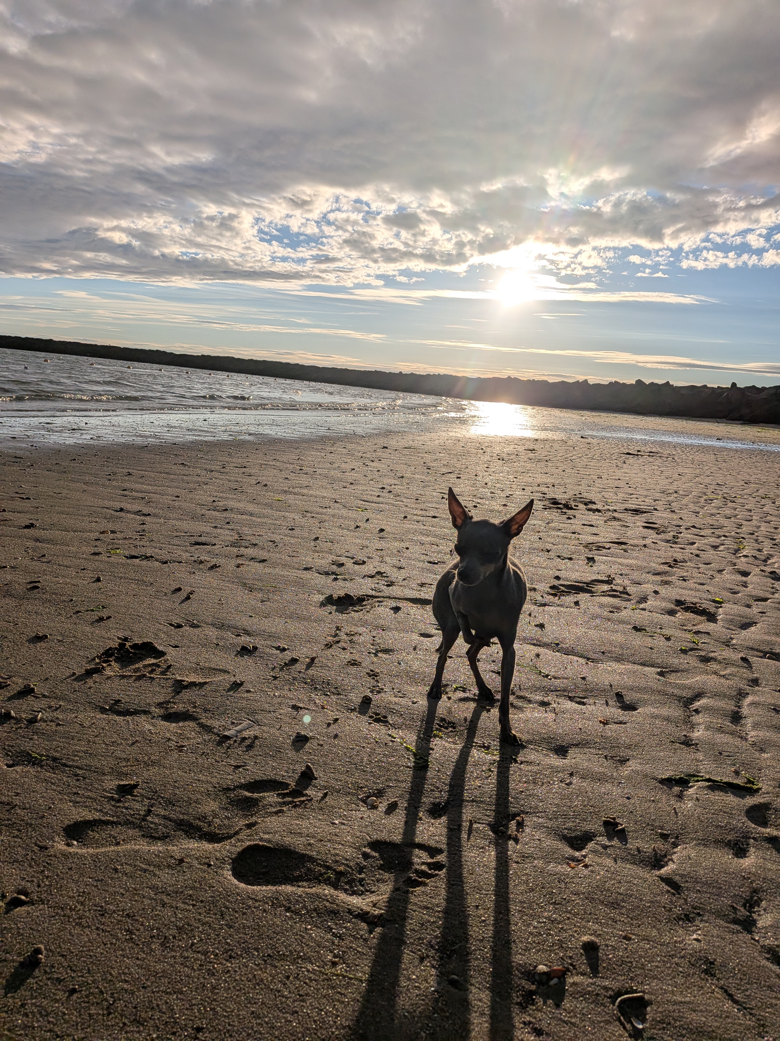 Hund am Strand